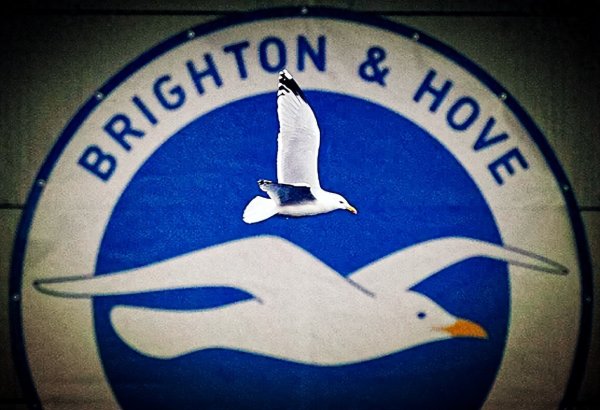 Nhà cung cấp số một của Premier League, Seagull có thể bay cao bao nhiêu?